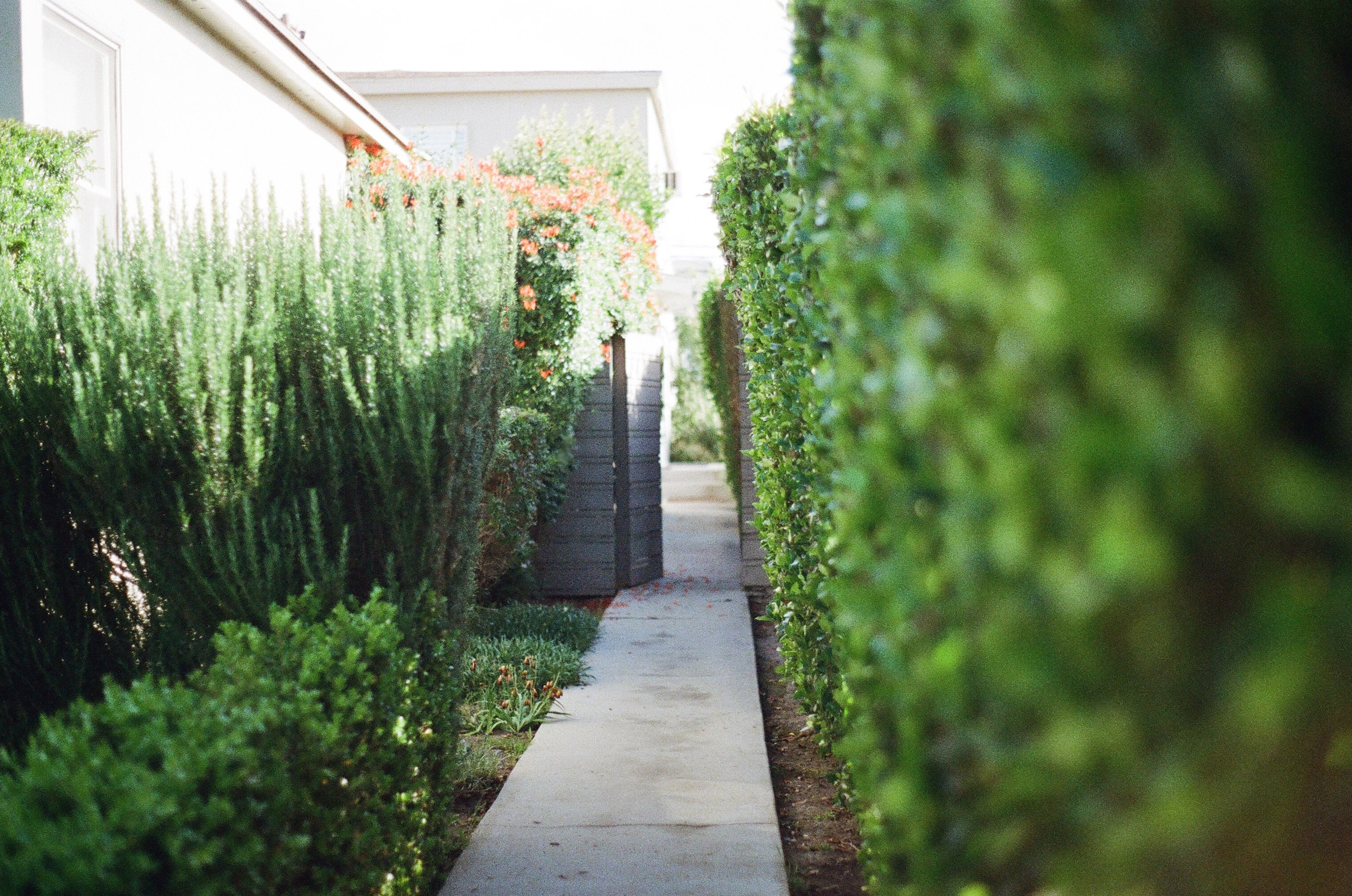 Quel revêtement choisir pour son allée de jardin à La Réunion ?